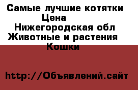 Самые лучшие котятки › Цена ­ 100 - Нижегородская обл. Животные и растения » Кошки   